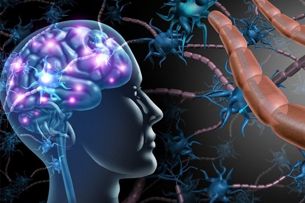 Sinir Sistemi Nedir? Sinir Sistemini Oluşturan Organlar Nelerdir?