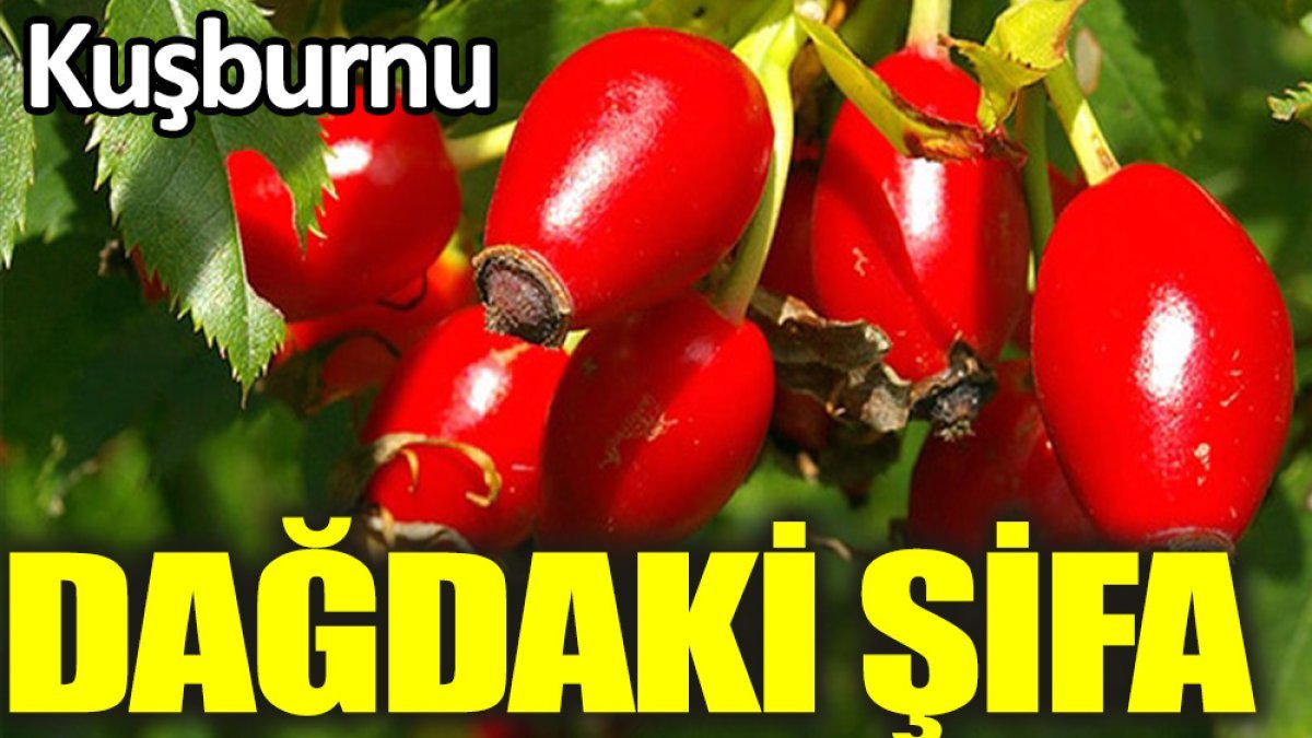 Kuşburnunun Faydaları Nelerdir?