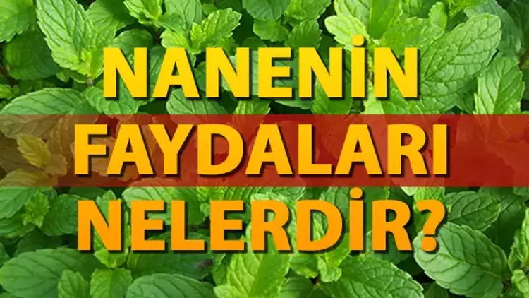 Nane Nedir? Nanenin Faydaları Nelerdir?