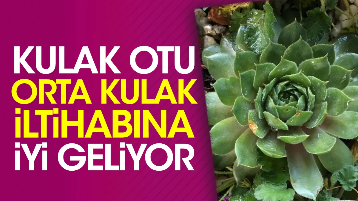 Kulak Otu ve Orta Kulak İltihabına Faydaları