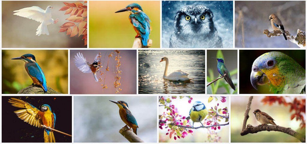 İlginç Kuş Türleri Foto Galeri