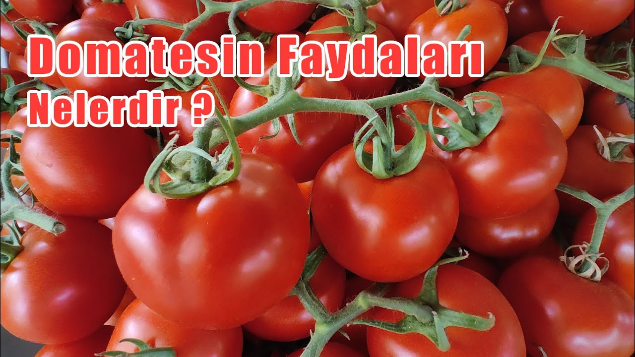 Domatesin Faydaları Nelerdir?
