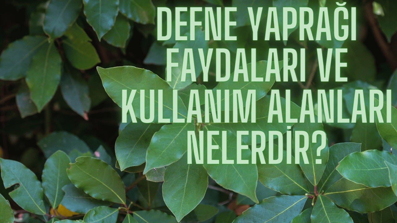 Defne Yaprağı: Doğal Şifanın Anahtarı