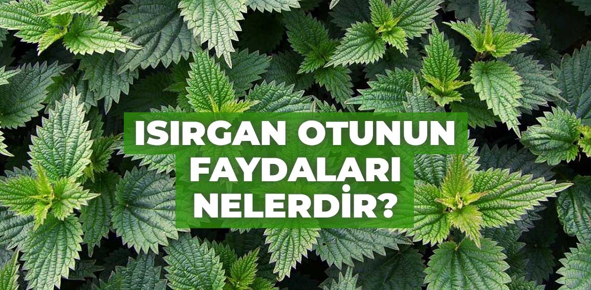 Isırgan Otu: Faydaları ve Kullanım Alanları