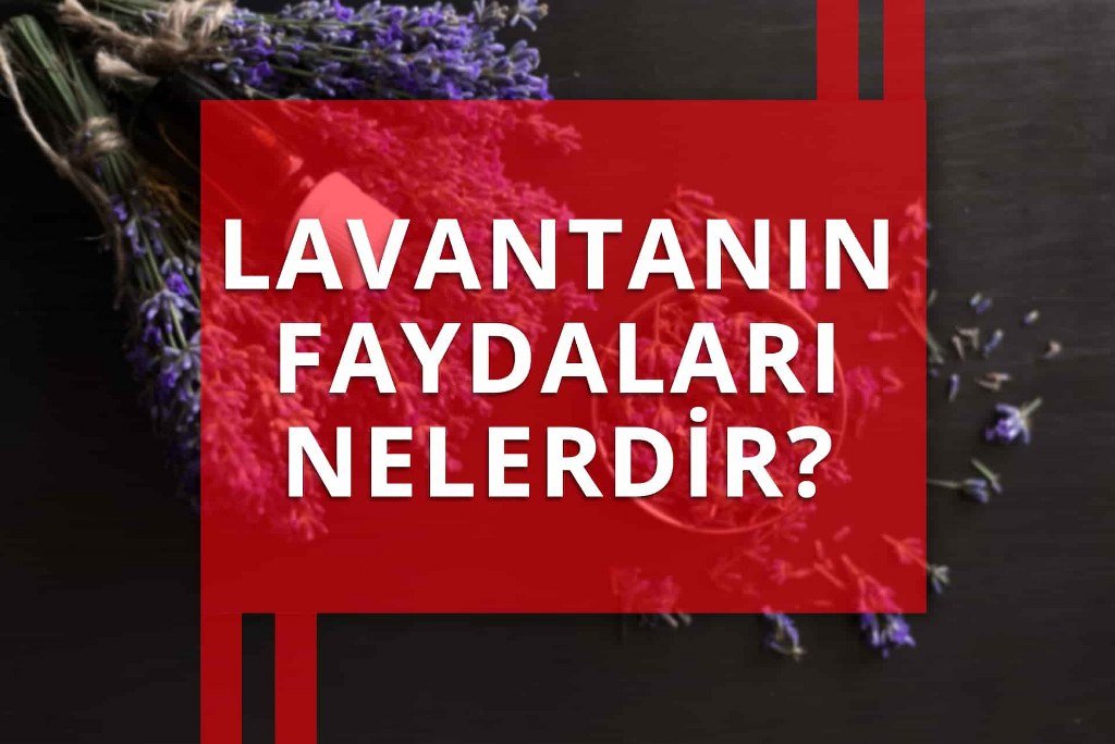 Lavanta: Doğanın Sakinleştirici Mucizesi ve Sağlığa Faydaları