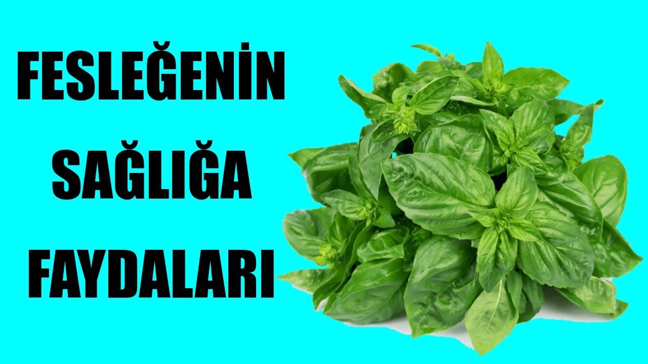 Fesleğen Nedir? Fesleğenin Faydaları Nelerdir?