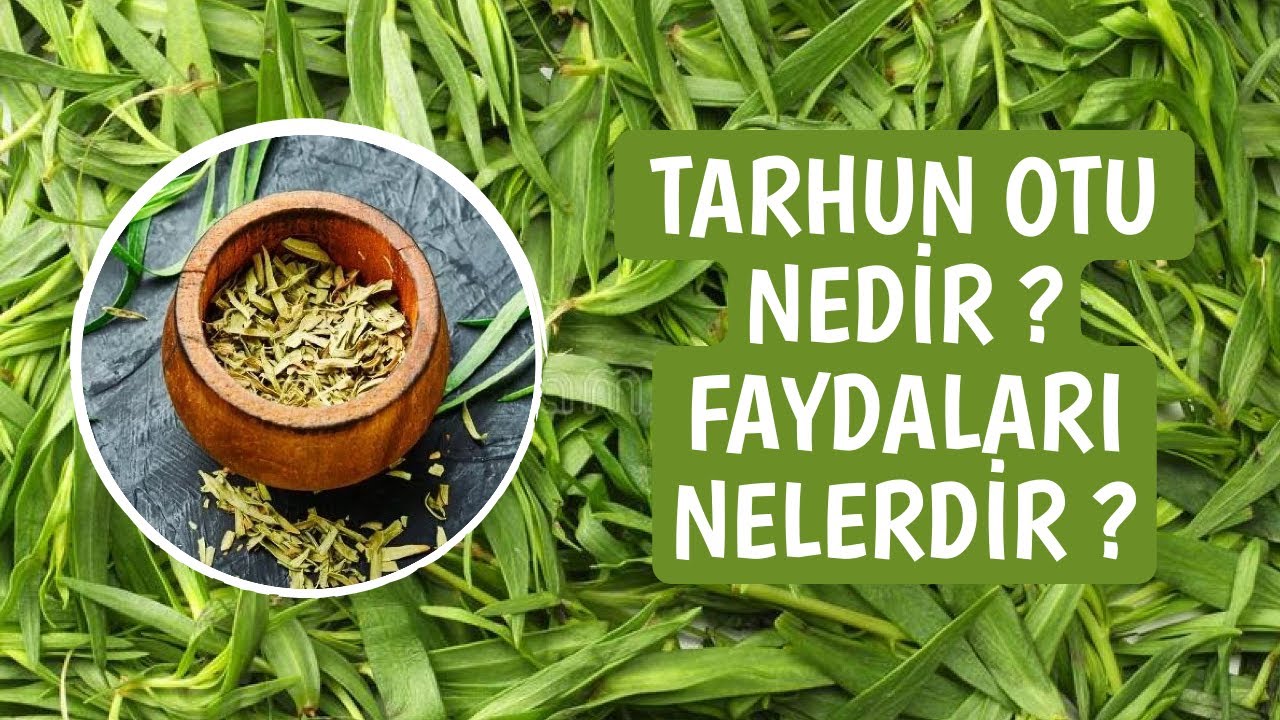 Tarhun Nedir? Tarhunun Tarihçesi ve Sağlığa Faydaları