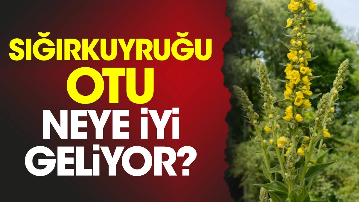 Sığırkuyruğu Otu: Faydaları, Kullanım Alanları