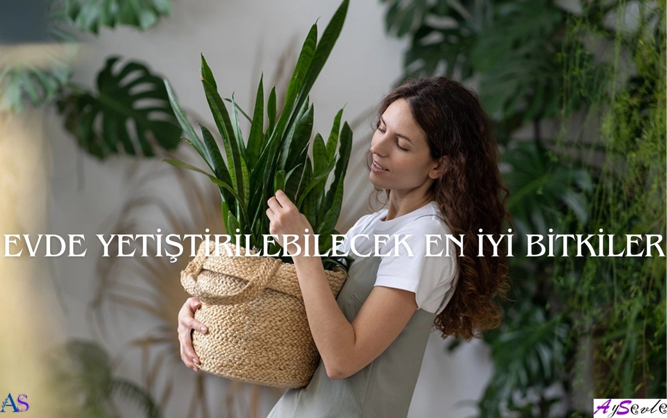 Evde Yetiştirilebilecek En İyi Bitkiler ve Bakım Önerileri: Yeni Başlayanlar İçin Rehber